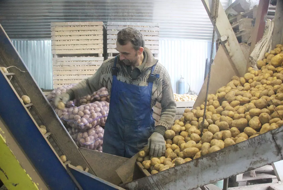 В картофелехранилище Алексея Скоробогатова активно идут работы по сортировке и упаковке выращенного урожая