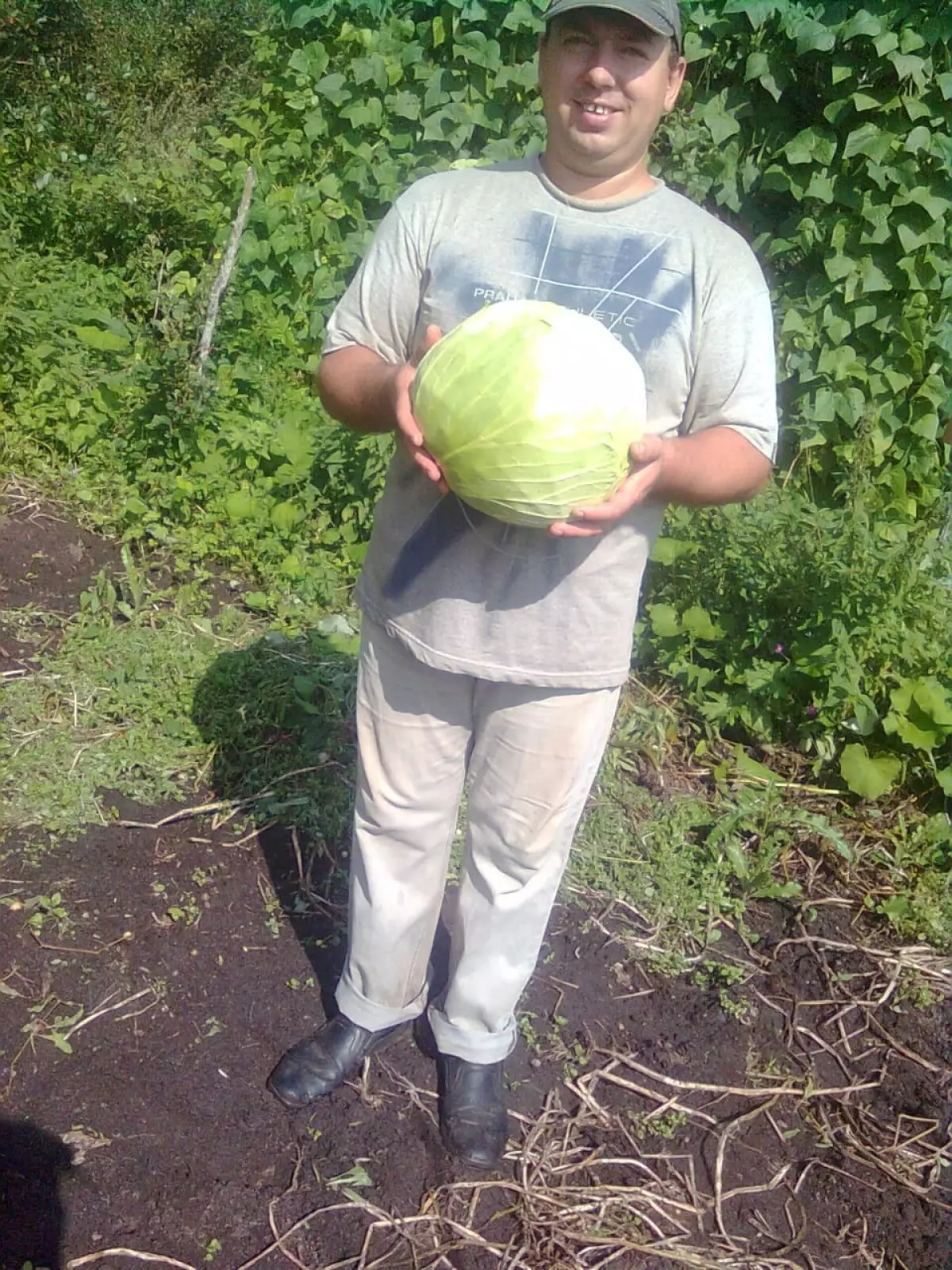 Житель Любытинской деревни Хирово Сергей Василати выращивает солидный урожай овощей, не перекапывая, не удобряя и практически не поливая свой огород