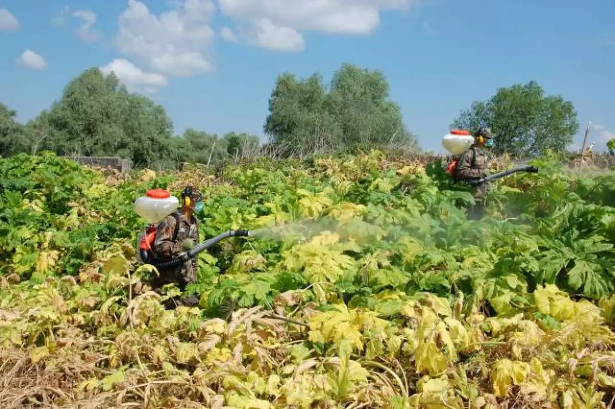 В Окуловском районе уже начали подготовку к летней обработке земли против роста борщевика