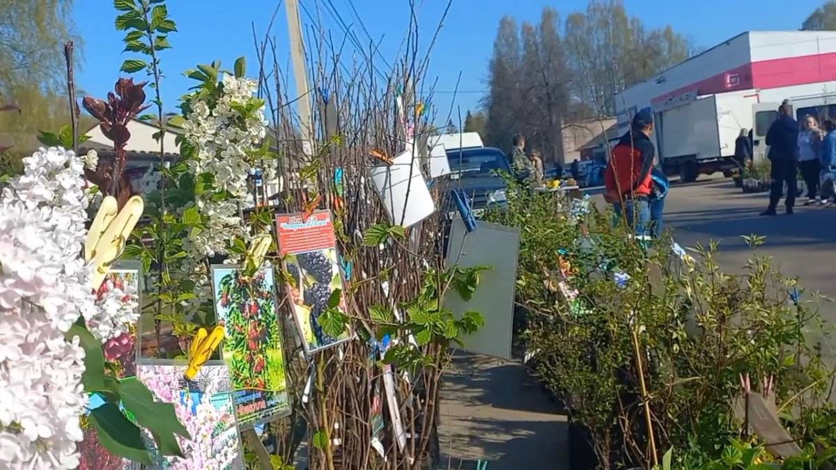 На сельскохозяйственной ярмарке в Любытинском районе покупатели «распечатали» огородный сезон