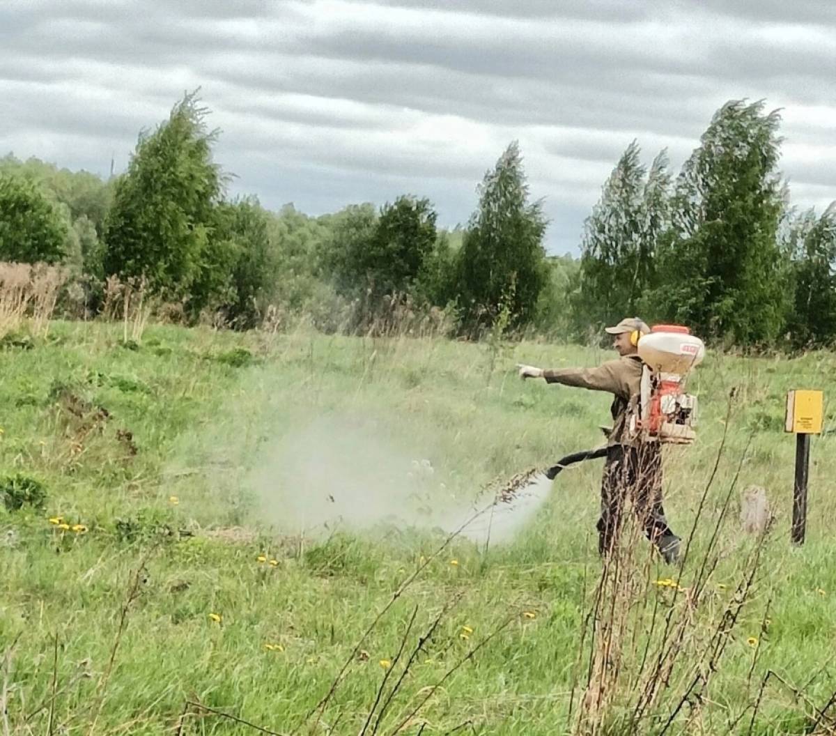 В Новгородском районе начались мероприятия по борьбе с борщевиком