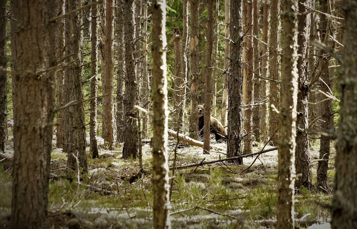 Медведь в лесу близ любытинской деревни Бор