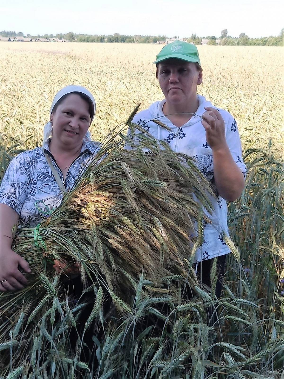 На полях Хвойнинского округа апробируется новый сорт озимой тритикале