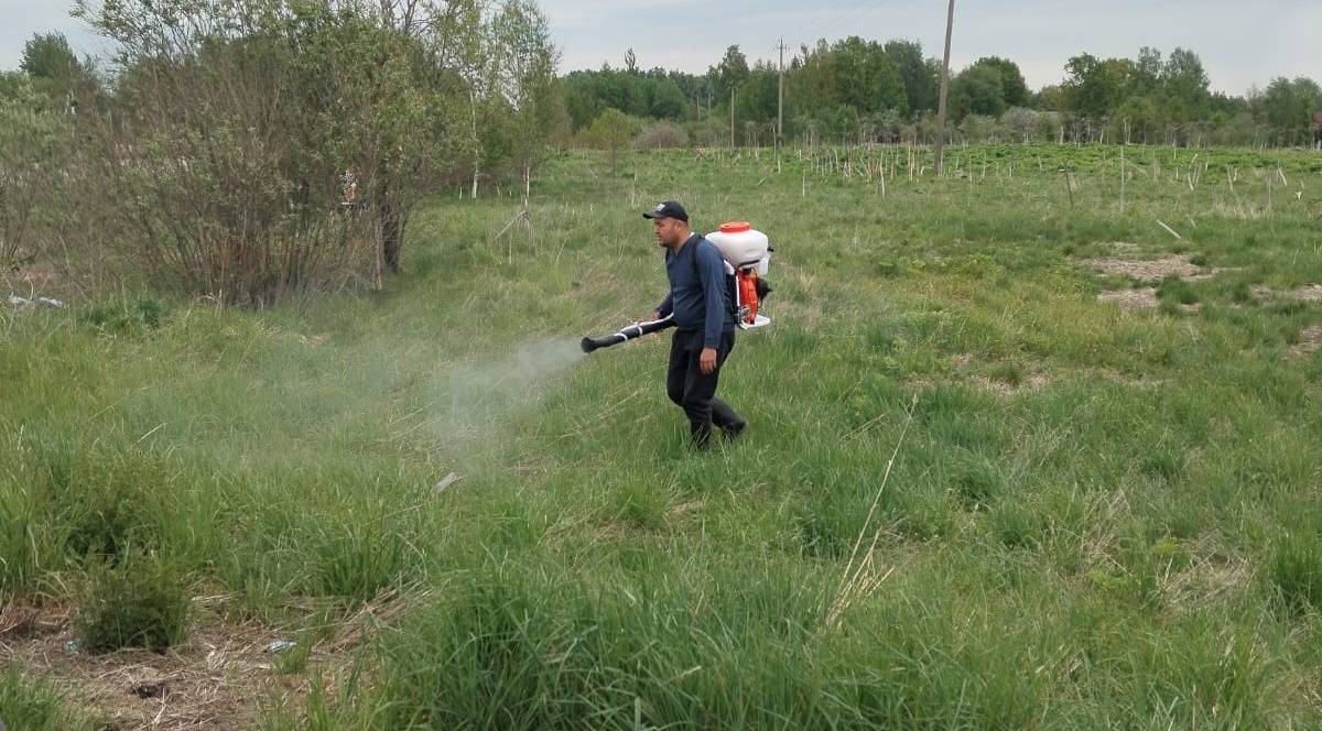 В 2023 году в Окуловском районе было обработано от борщевика более 100 га муниципальных земель