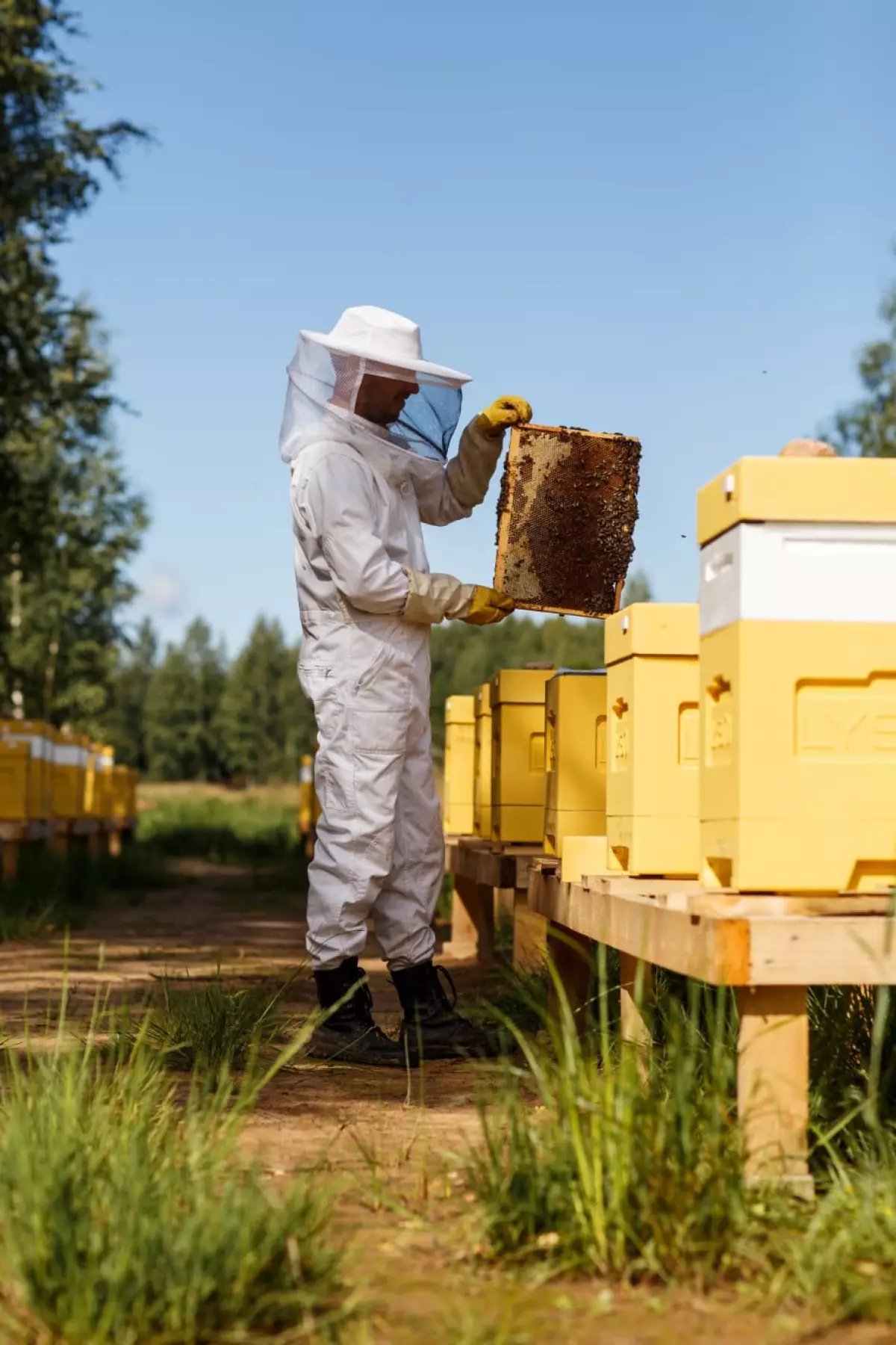 В Новгородском районе победители конкурса «Агростартап» воплотят проекты по пчеловодству и выращиванию клубники