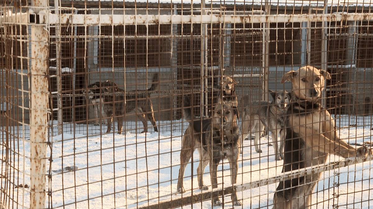 Новгородцам предлагают сообщить о возможных проблемах с безнадзорными животными
