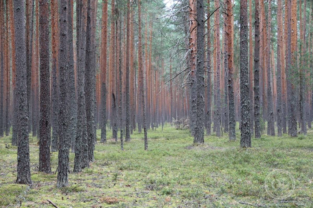 Парфинская школьница написала стихотворение про лес. В Новгородской области много лесов, разных и очень красивых.