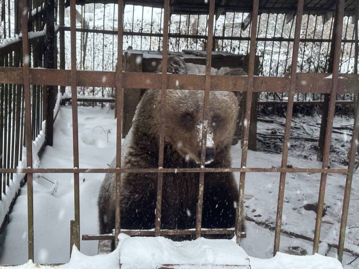 В окуловском зоопарке ждут медведицу Машу с нелёгкой судьбой
