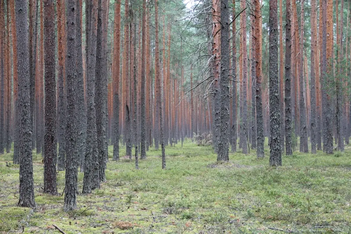 Фото Ольги Лавровой