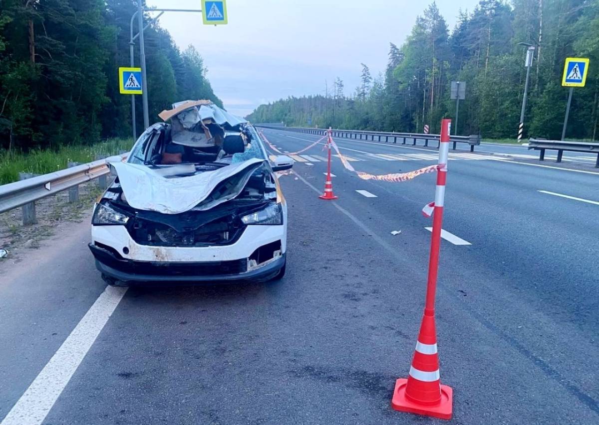 Два автомобиля столкнулись с лосями в Новгородском округе в первый день лета