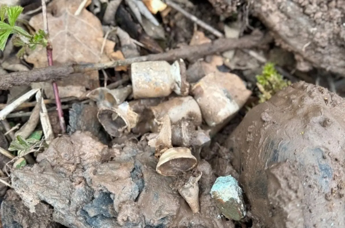 В Парфинском округе нашли останки ещё одной погибшей на поле боя медсестры