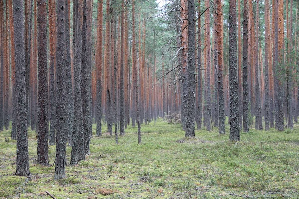 В эти выходные волонтёры расскажут новгородцам о поиске пропавших людей
