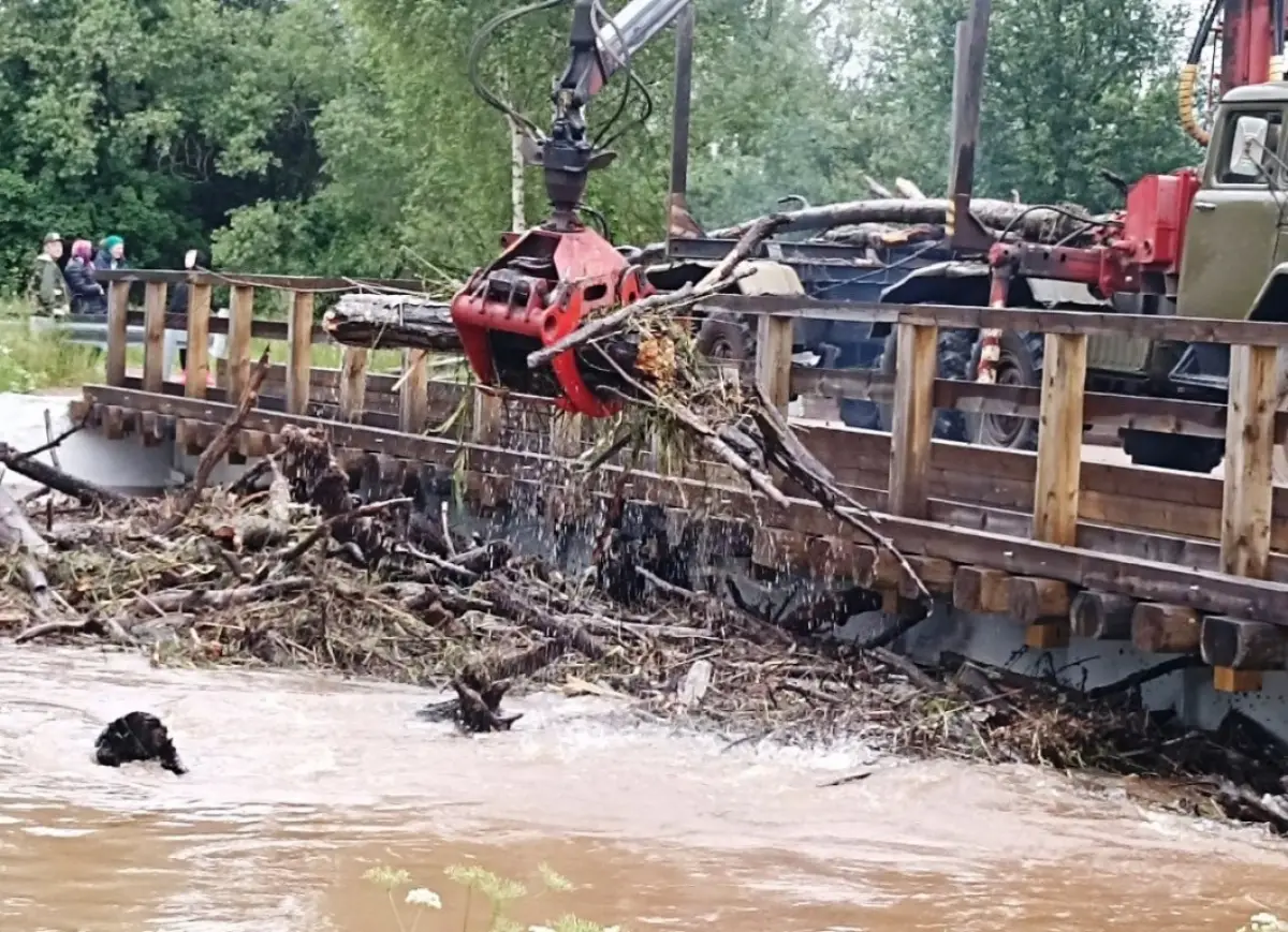 В Новгородавтодоре назвали округа, где чаще сталкиваются с проблемой карчехода