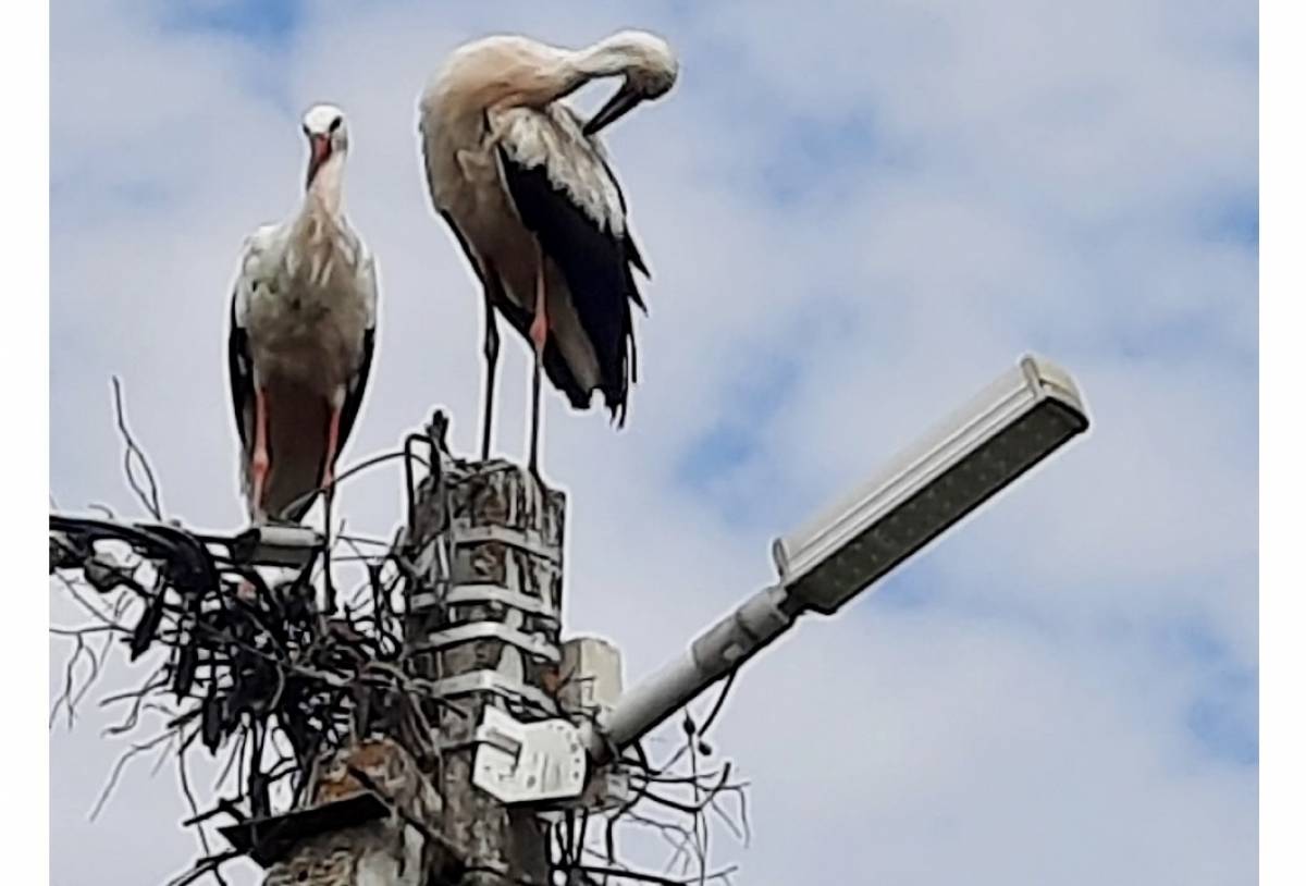 В деревне Сергеево Парфинского  округа поселились белые аисты