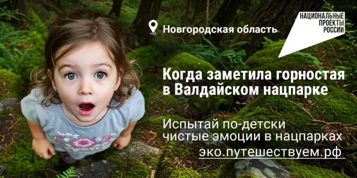Вся страна знает: в Валдайском национальном парке можно встретить горностая