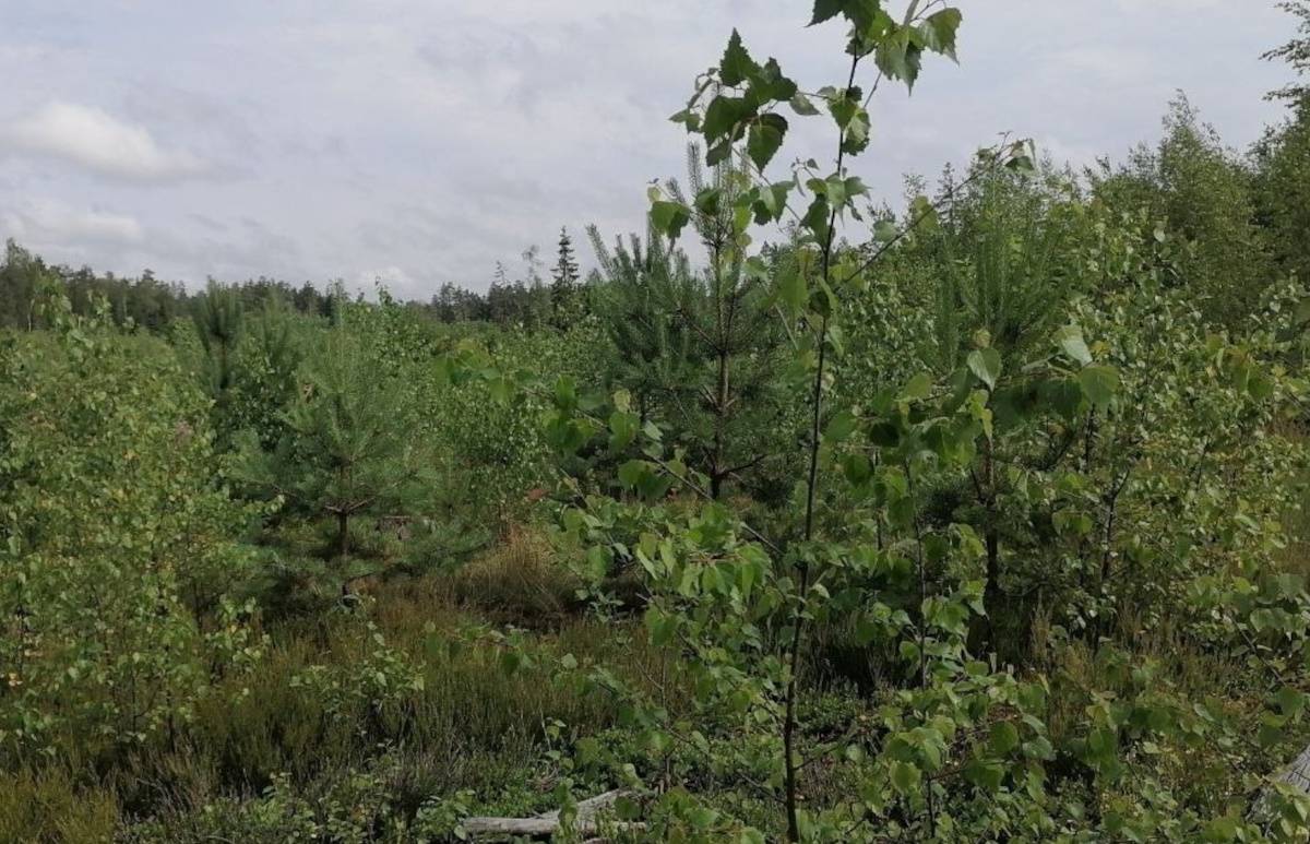 Окуловский лесхоз полностью выполнил план на 2025 год по лесовосстановлению