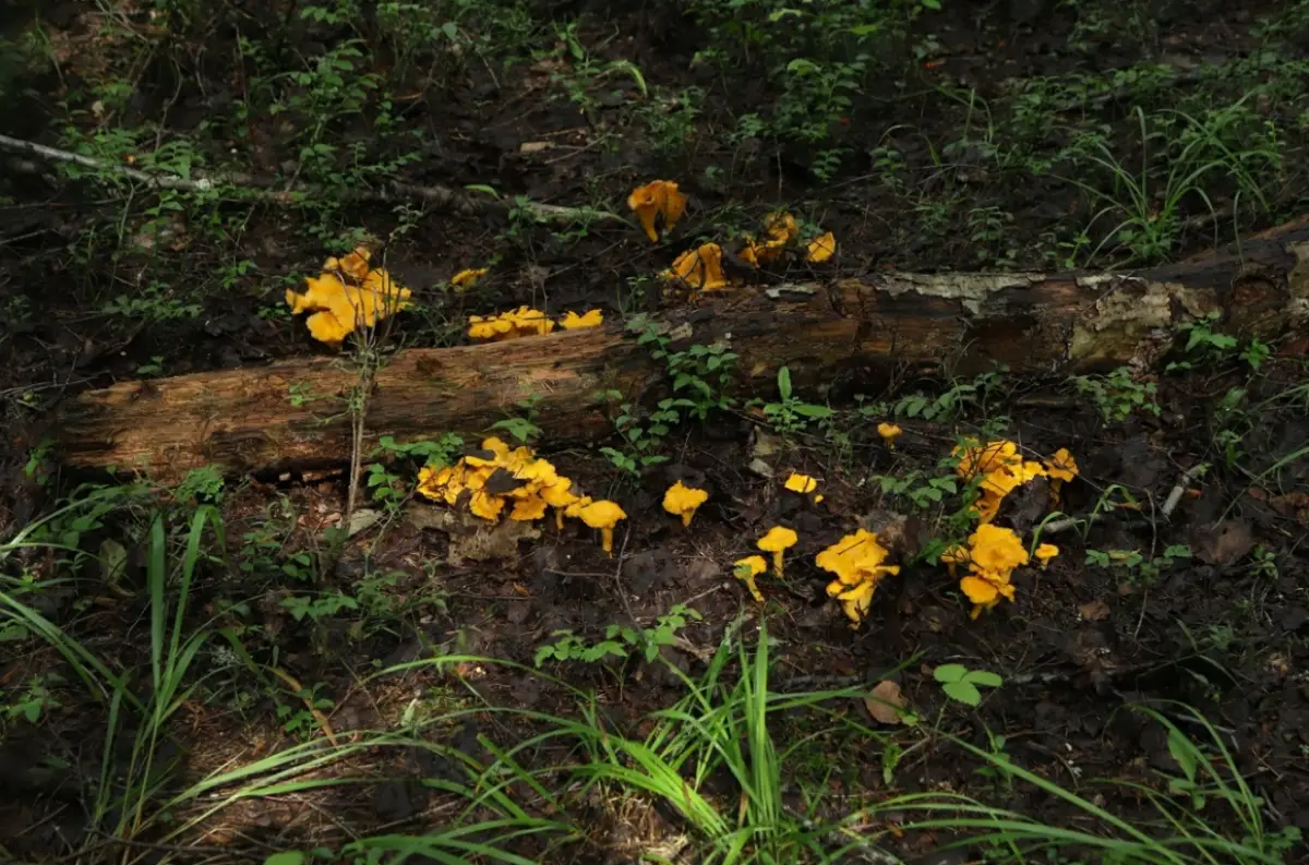 Более 135 тонн лисичек отправились из новгородских лесов в Белоруссию