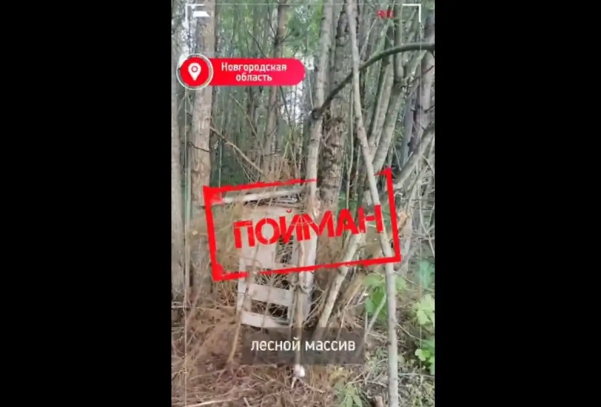 Старый холодильник в любытинском лесу оказался криптофермой