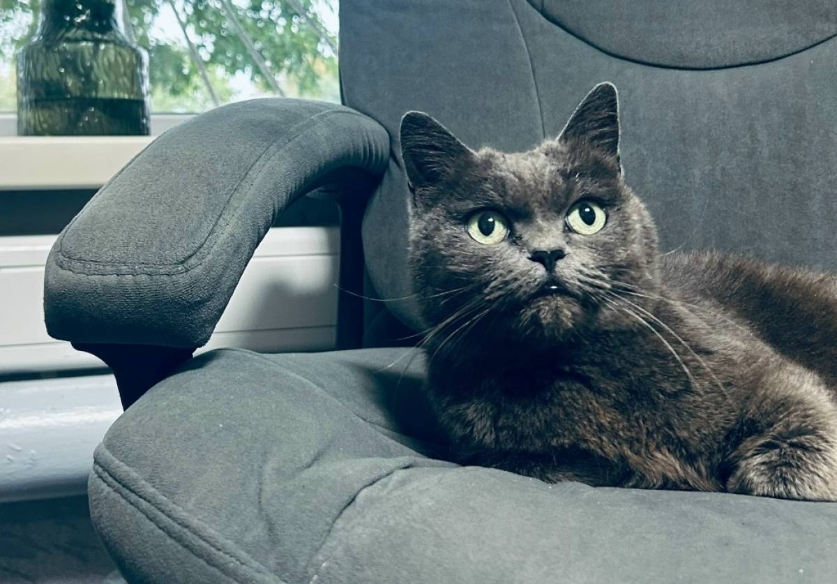 В редакции «Солецкой газеты» приютили сбитую машиной кошку Бусю