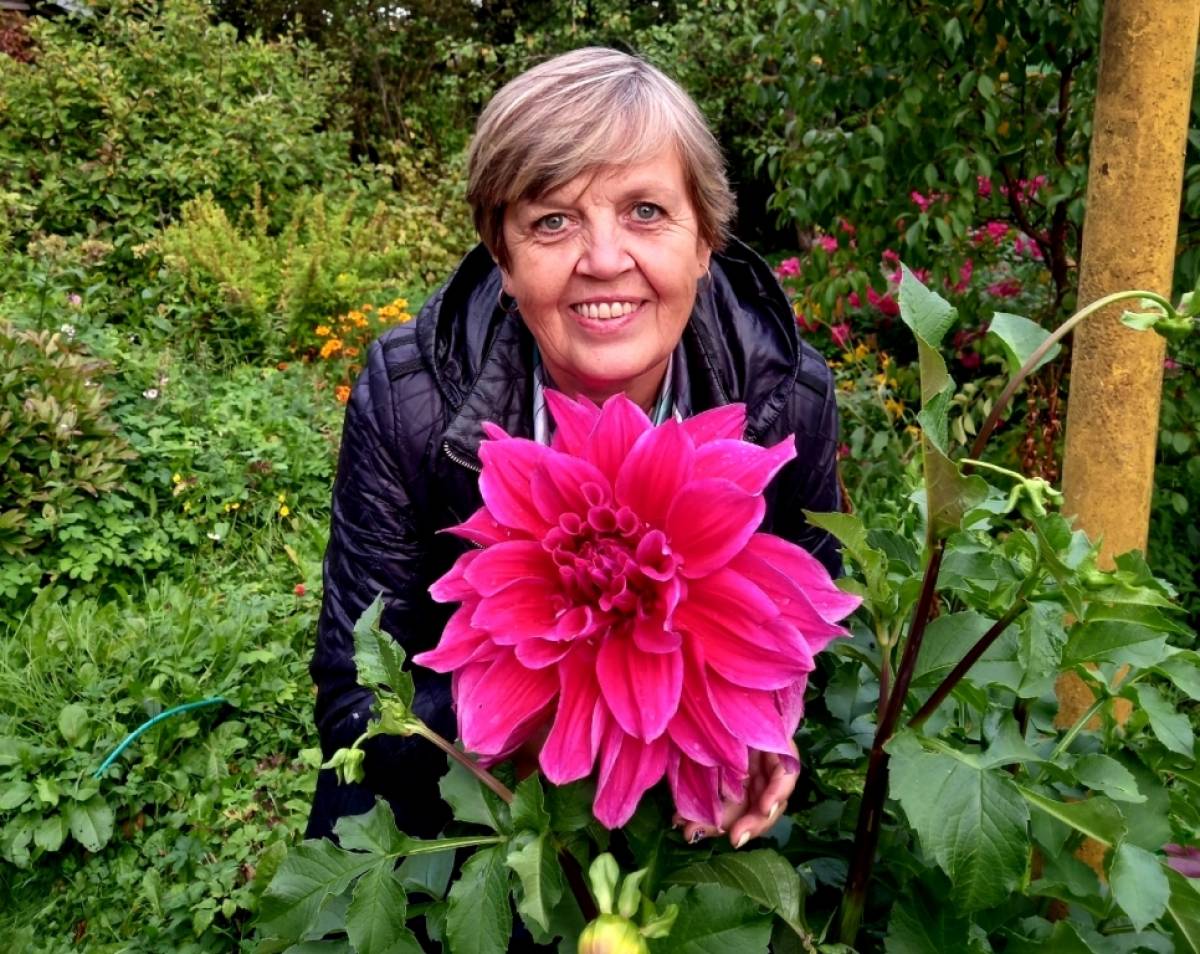 Гигантский георгин вырастила жительница Маловишерского округа