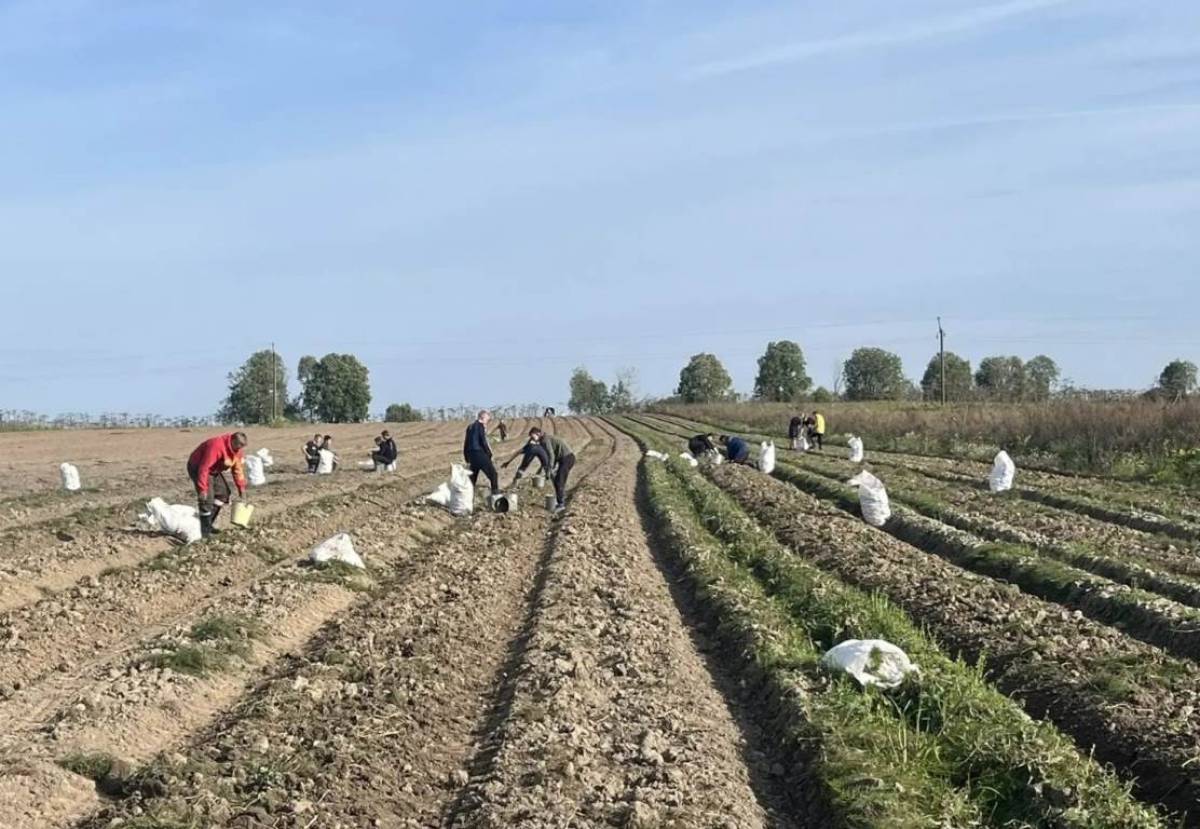Фотографии предоставлены Боровичским аргопромышленным техникумом