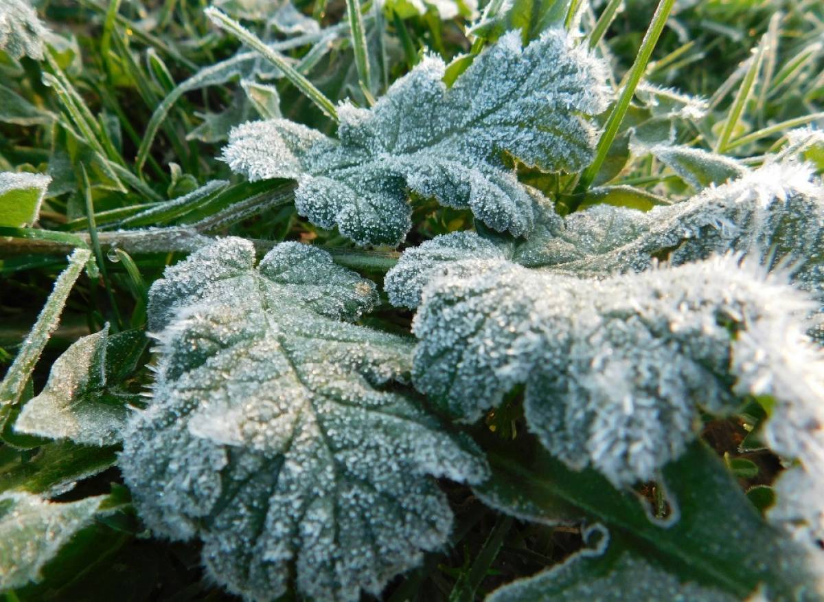 На Новгородчине ожидаются заморозки