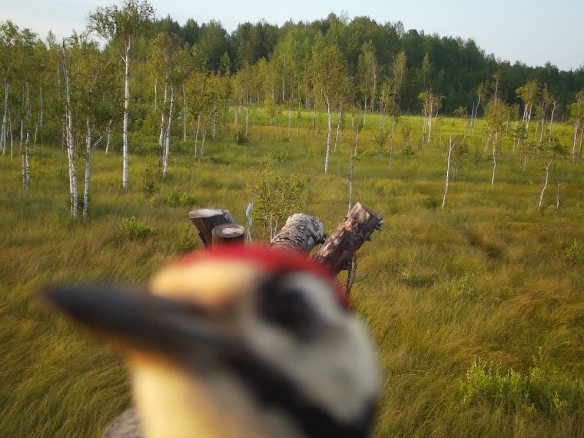 Любопытные молодые дятлы «рассердили» сотрудников Рдейского заповедника