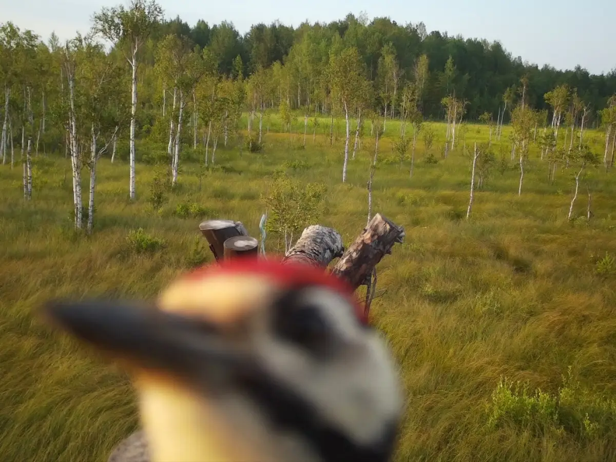 Любопытные молодые дятлы «рассердили» сотрудников Рдейского заповедника