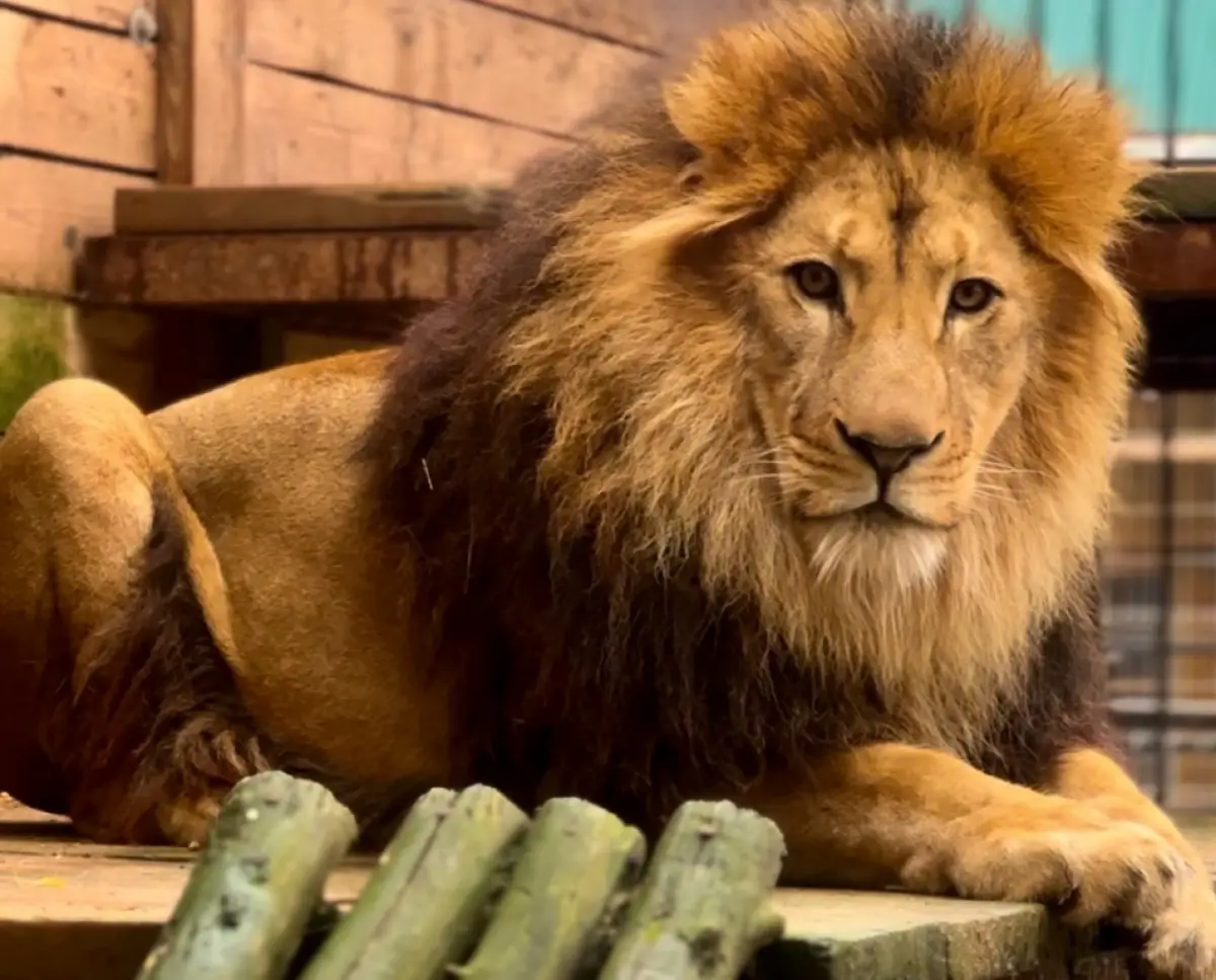 В «Народном эфире» НТ расскажут об обитателях зоопарка «Алёнушка»