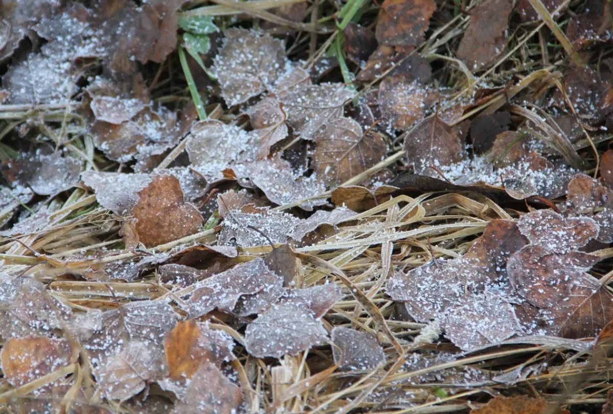 В Новгородском округе женщине пришлось провести ночь в холодном лесу