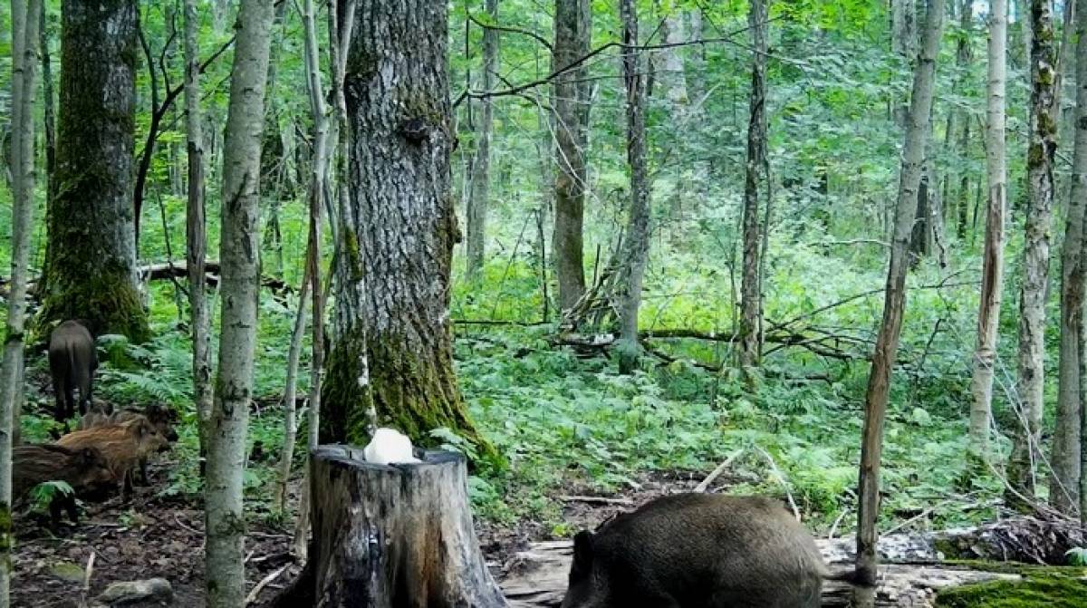 Иллюстрация: кадр видео национального парка