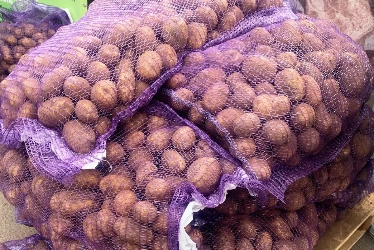 Новгородские аграрии выполнили план по сбору картофеля вопреки погоде