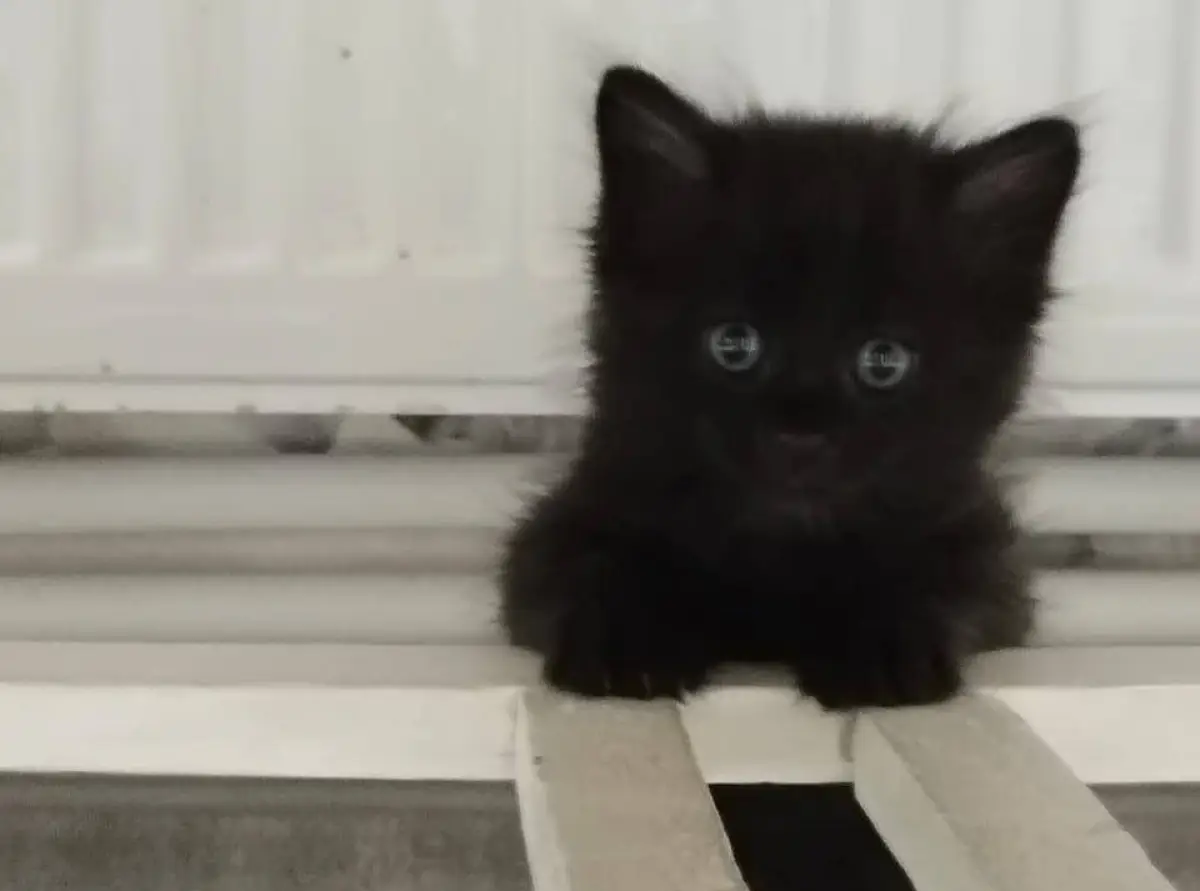 Умная кошка поздравила новгородских приставов необычным способом