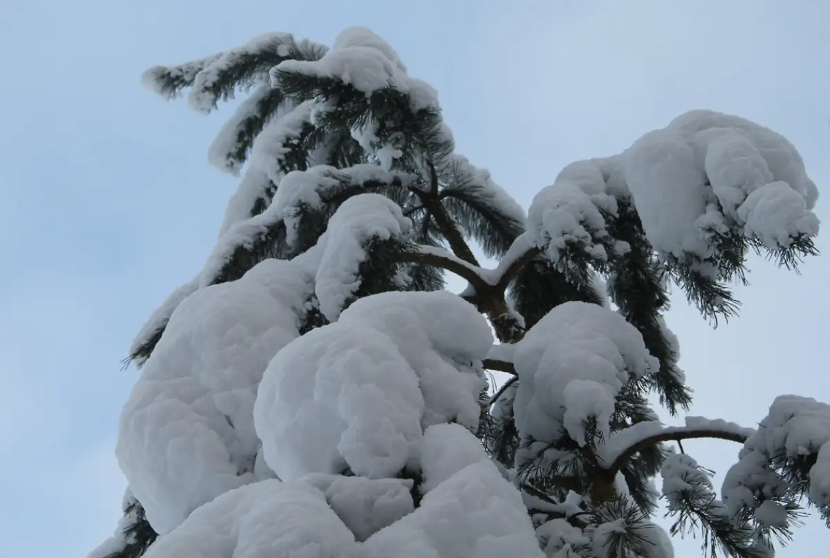 Новгородские синоптики предупреждают о неблагоприятной погоде 27 ноября