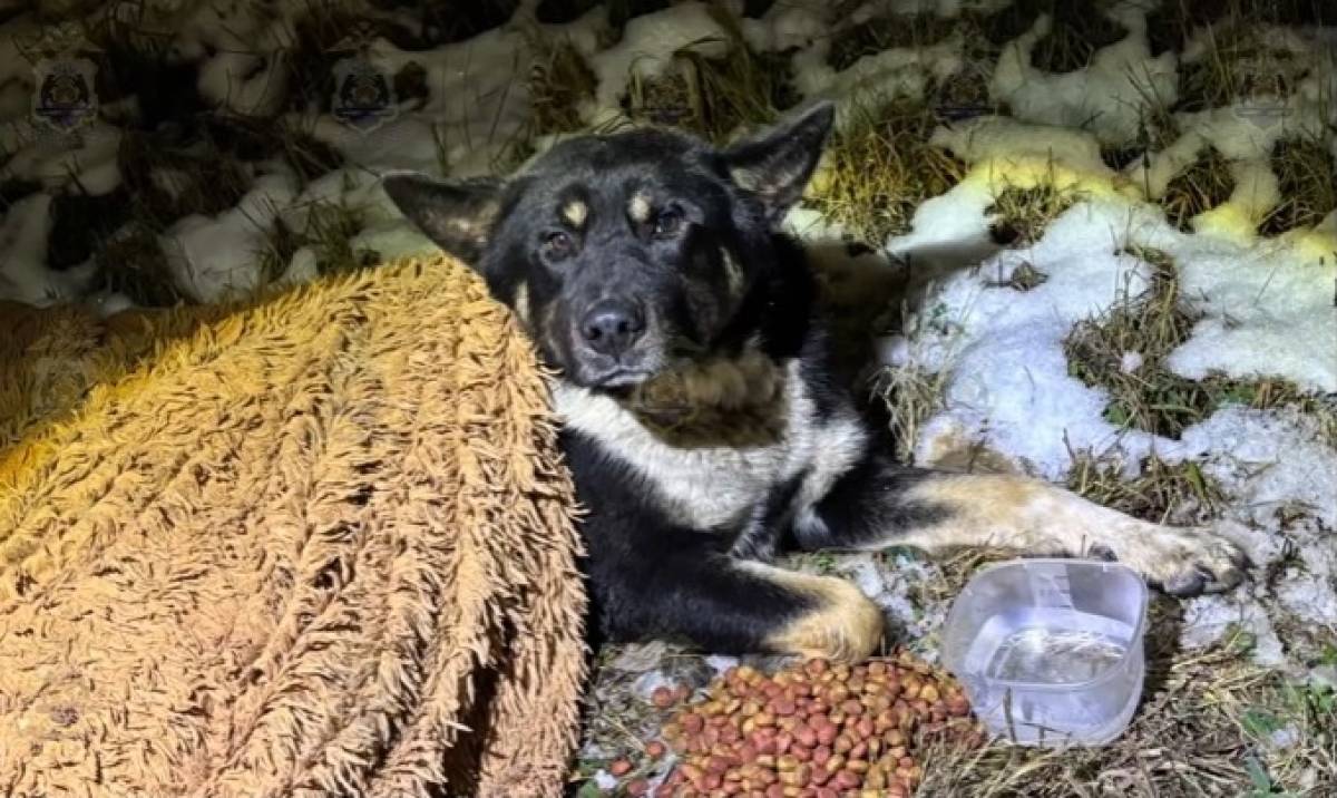 В Чудовском округе инспекторы ДПС помогли спасти раненую замерзающую собаку