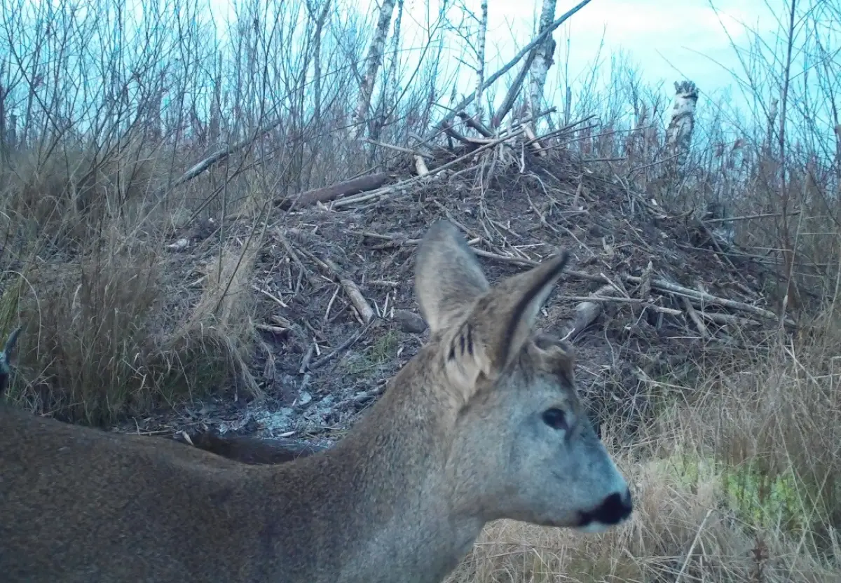 Неожиданная гостья наведалась на бобровую хатку Рдейского заповедника