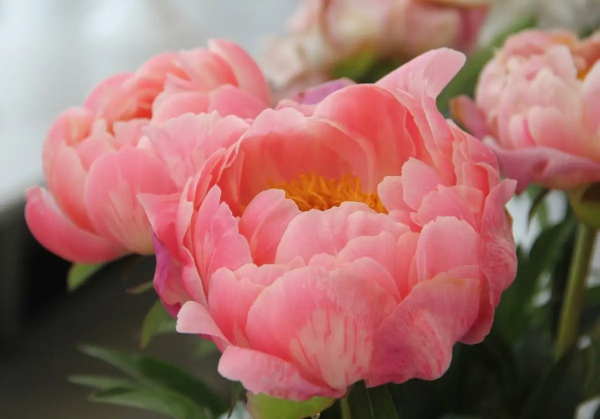 Новгородцы поздравляют женщин с Днём матери