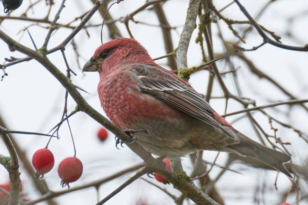 В Рдейском заповеднике впервые заметили яркого зимнего гостя — щура