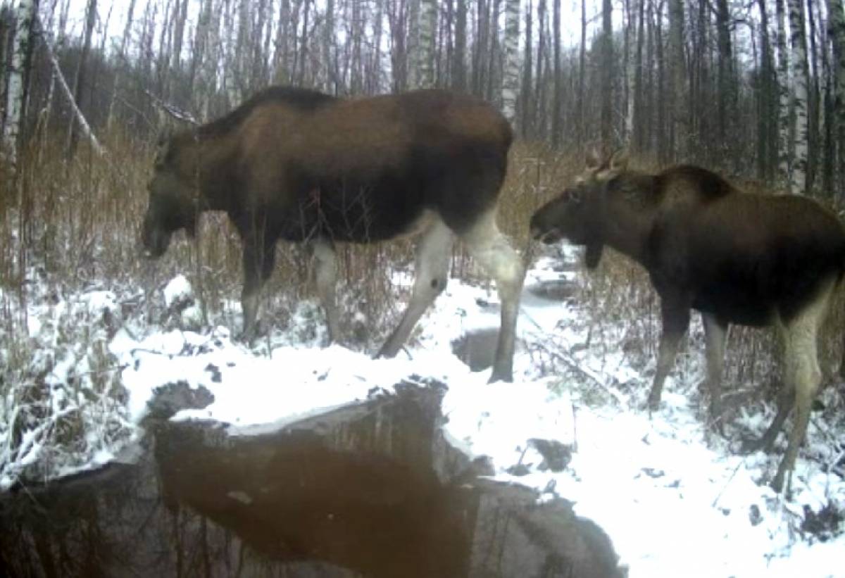 На бобровые поселения в Рдейском заповеднике наведались лоси