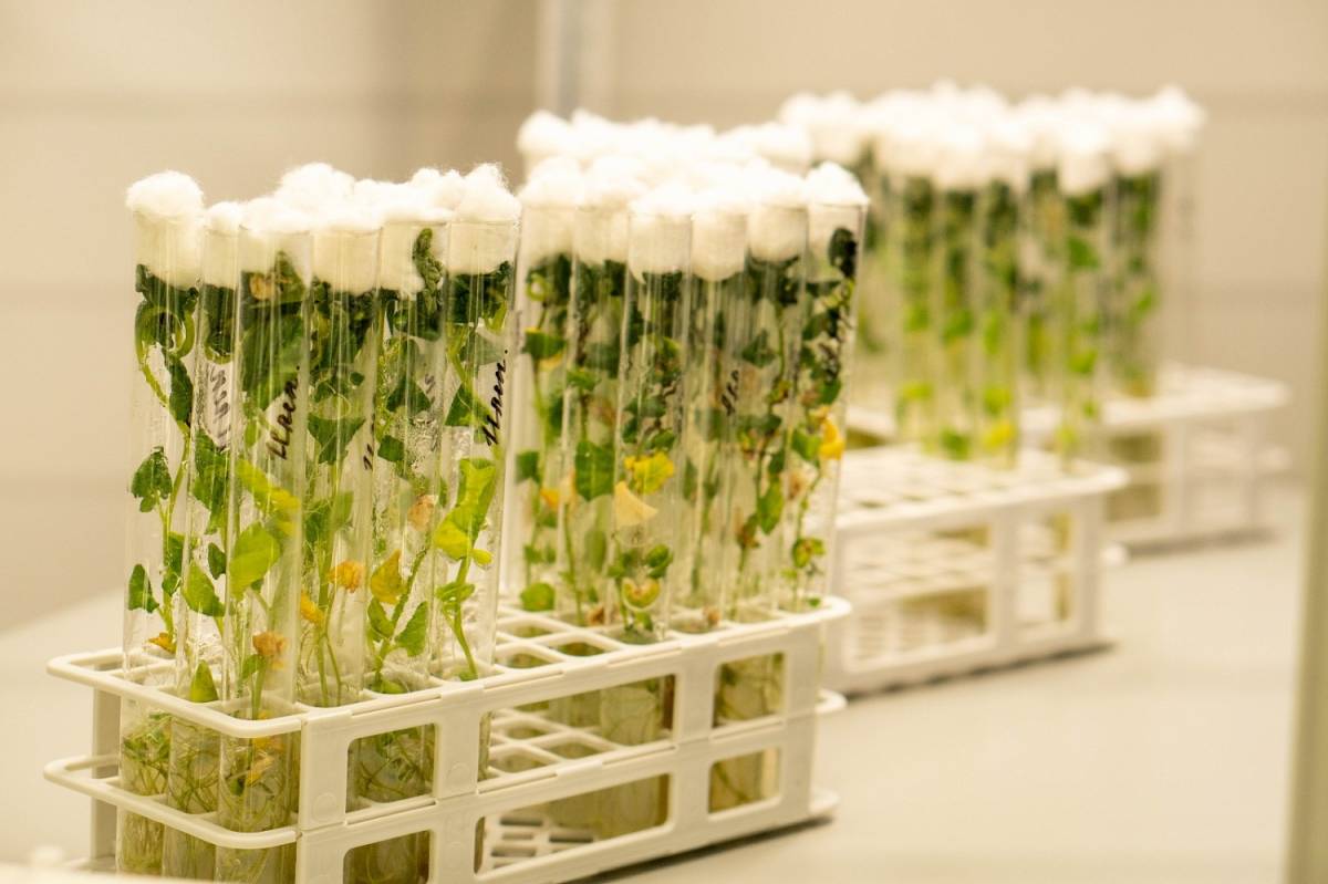 В Новгородской области увеличилось производство мини-клубней картофеля