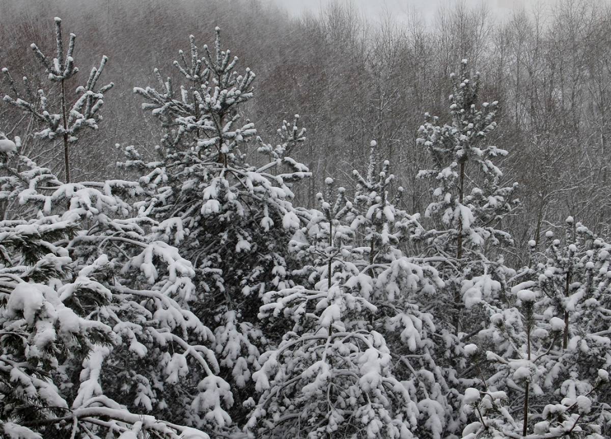 На фото погода сегодня в Великом Новгороде, метель