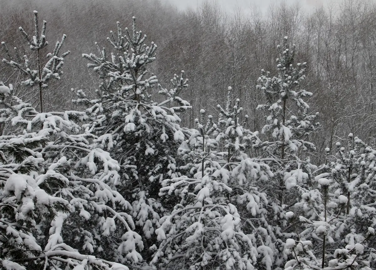 44 бригады энергетиков ведут восстановительные работы на Новгородчине