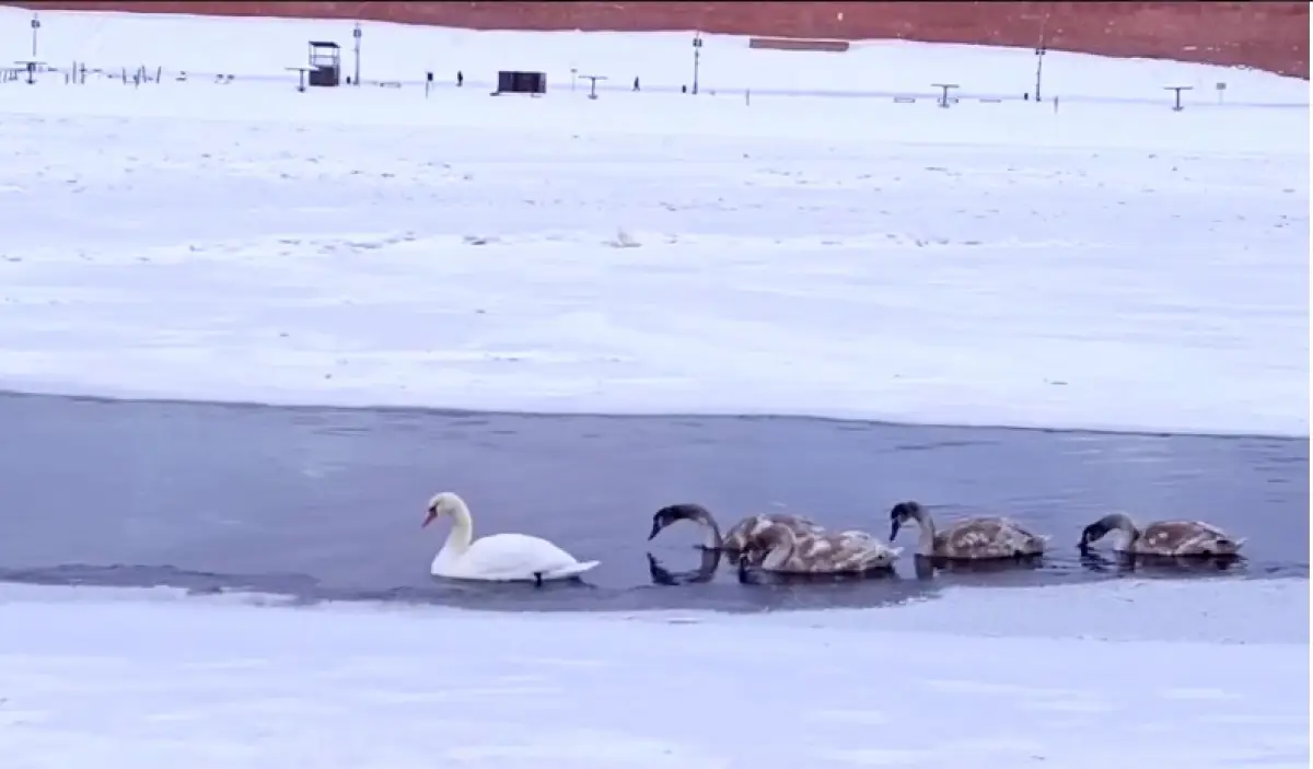 Новгородцы могут полюбоваться семьёй лебедей на фоне кремля