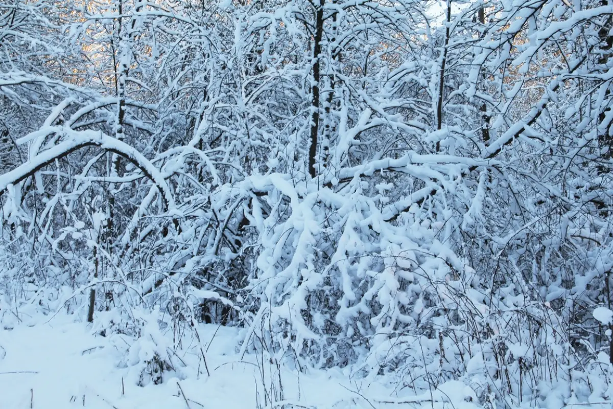 В Демянском округе власти оперативно отреагировали на сообщение в соцсети
