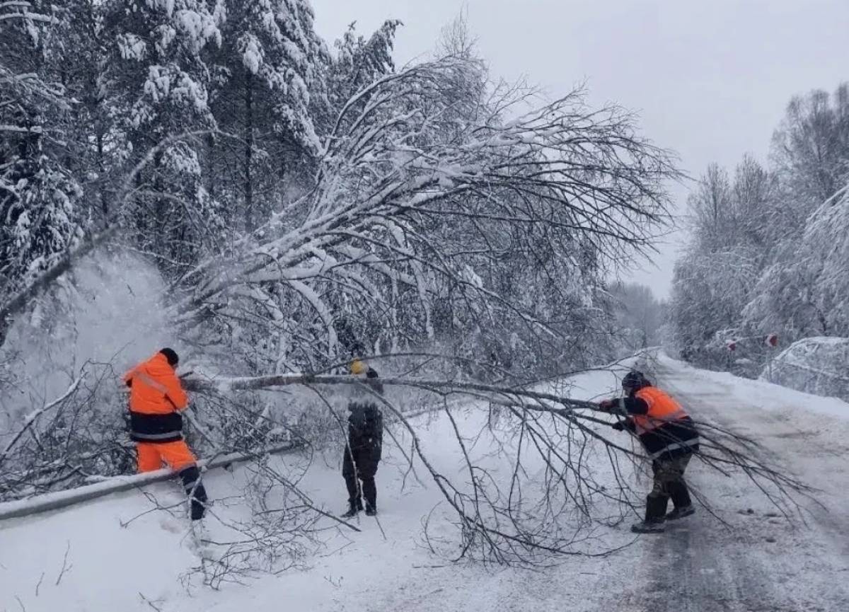 Более 500 аварийных деревьев и кустарников убрали с новгородских дорог