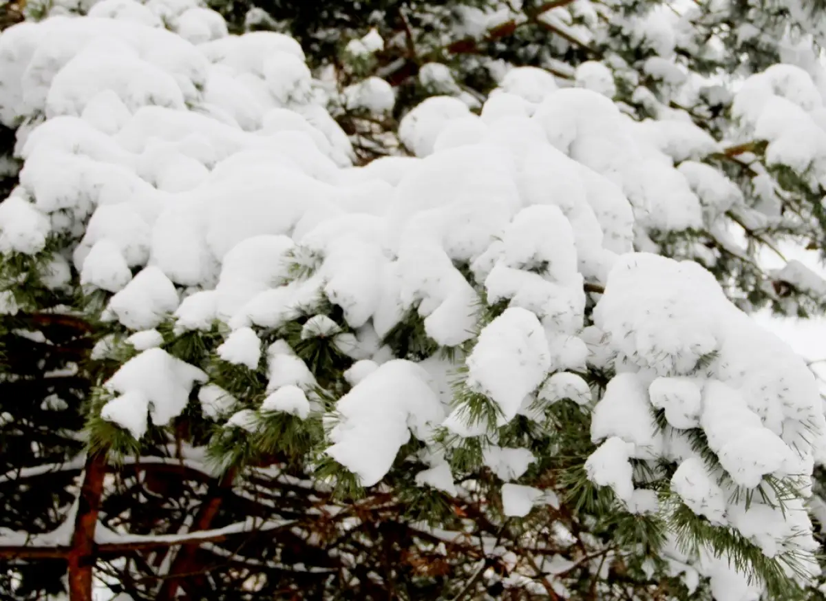 В 18 округах Новгородчины возникли проблемы с электроснабжением из-за погоды