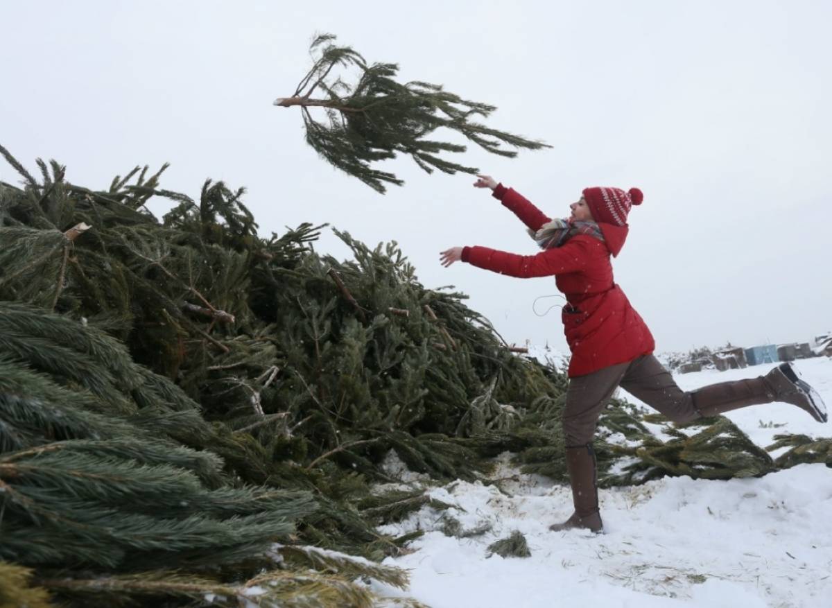 Новгородцев призывают правильно утилизировать новогодние ёлки