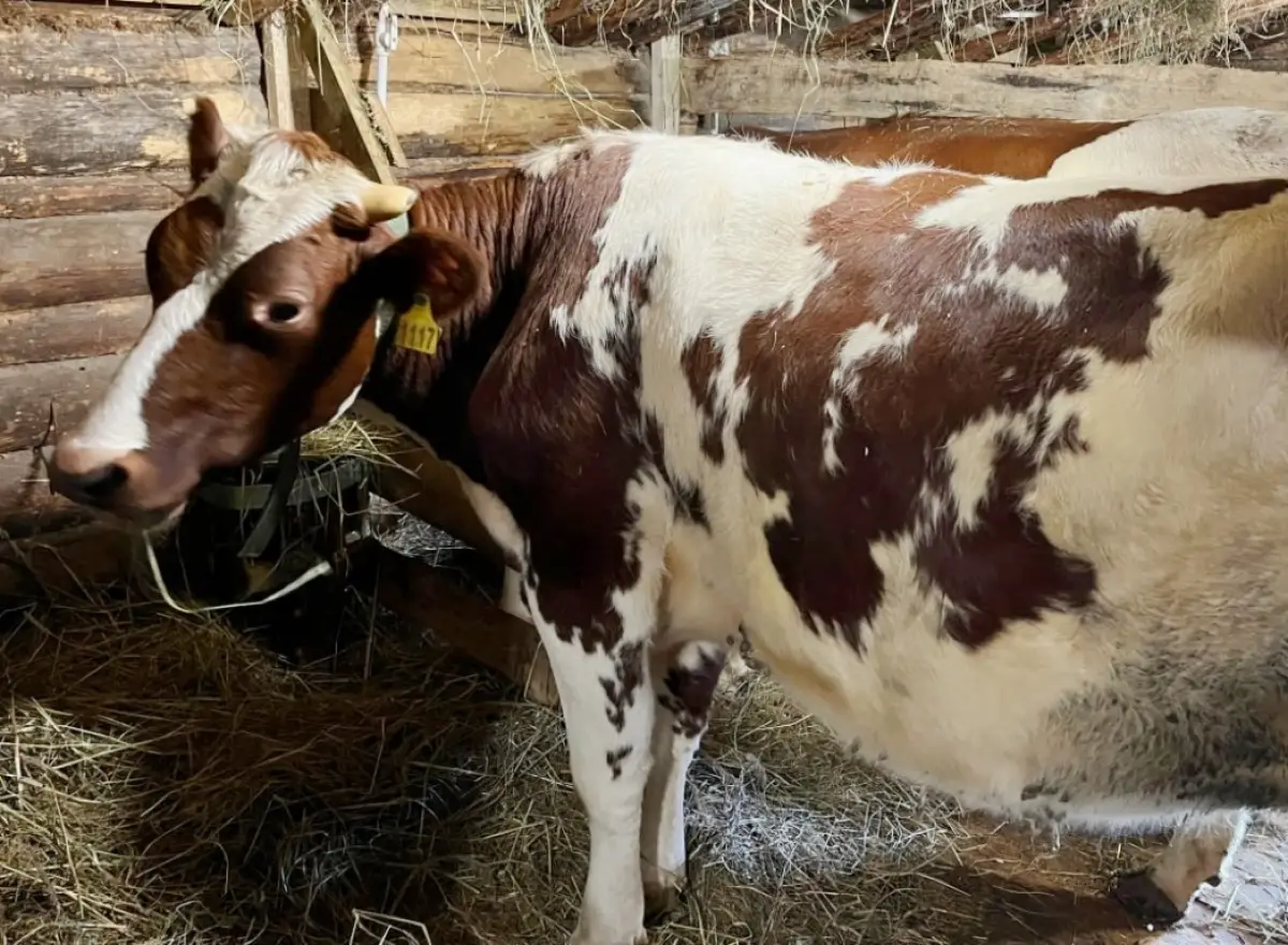 Новгородский фермер развивает хозяйство с помощью господдержки