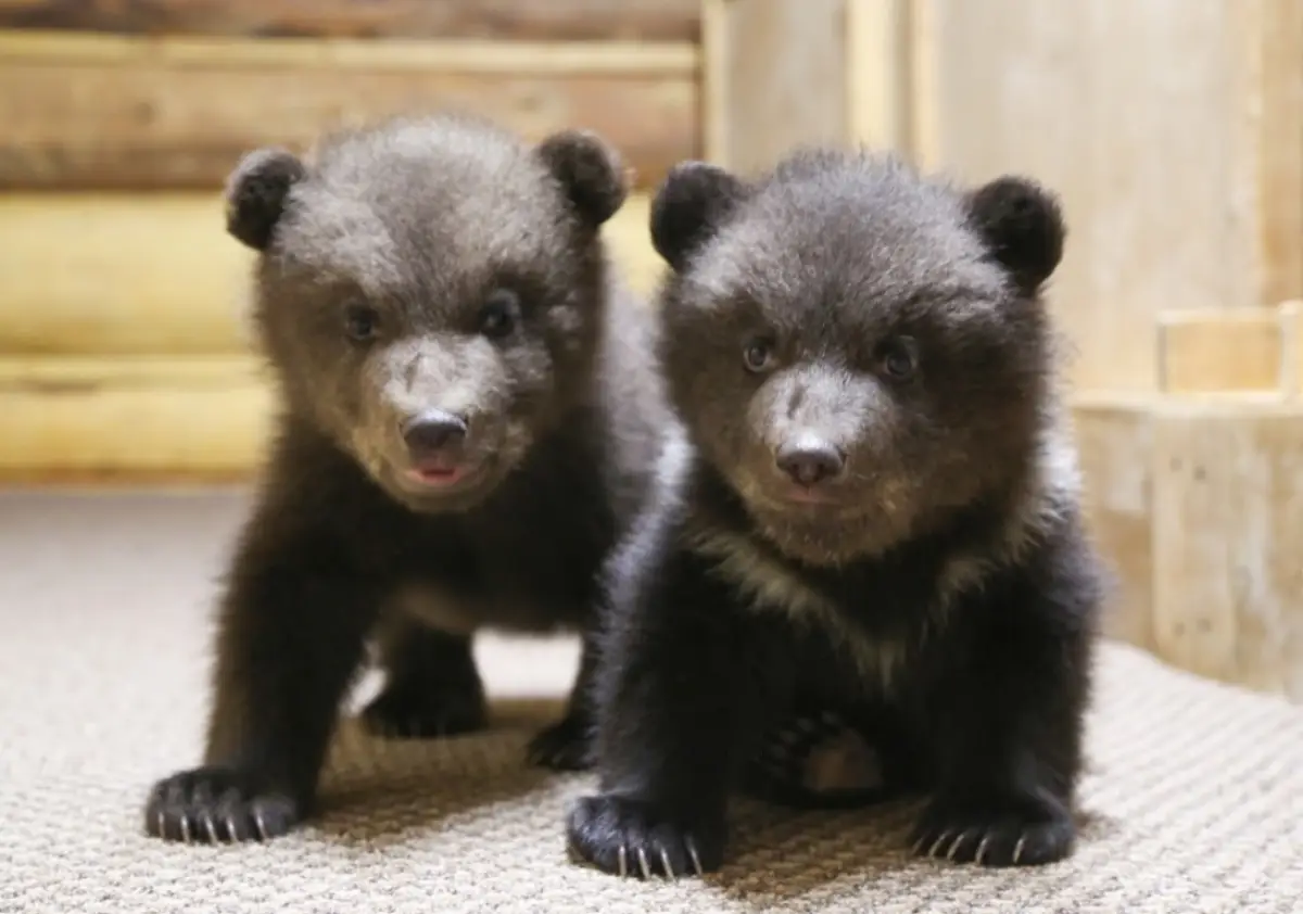 Центр спасения медвежат-сирот выразил благодарность Дмитрию Графову