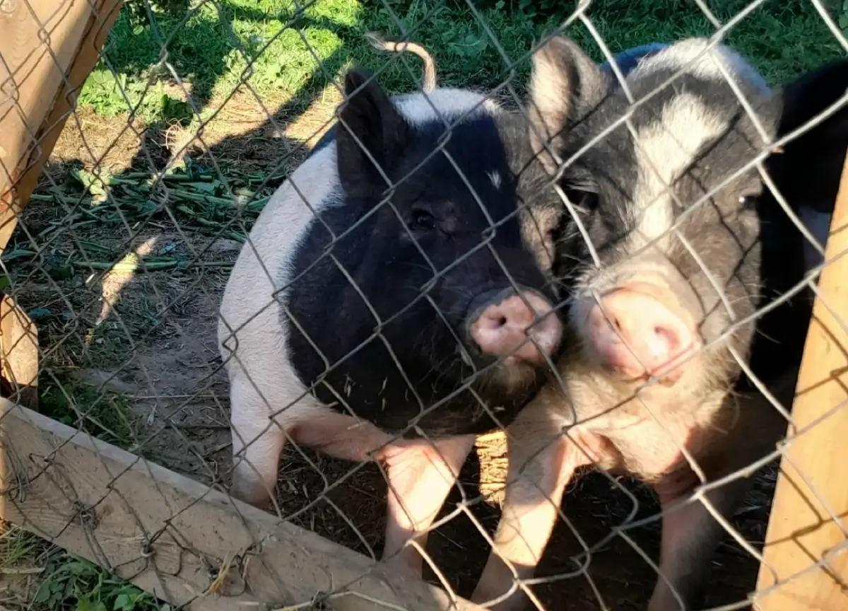 Новгородские ветеринары предупреждают: покупать поросят через интернет опасно